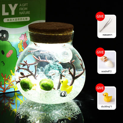 Megrez - Serene Big Dipper Bottle Ecosystem, Adorable Marimo Moss Ball Micro-Landscape, Self-Sustaining Crystal Water Garden & Calming Pet Plant Habitat (Includes 2 Live Marimo Pets)